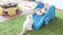 Kittens Slide Down Elephants Trunk!! Most cute video of the week...