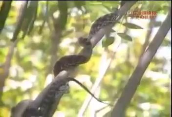 川口浩探検隊栄光の軌跡 生物編 2