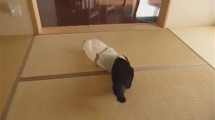 Un chat se fait piéger dans un sac.. et attaquer par un autre!!