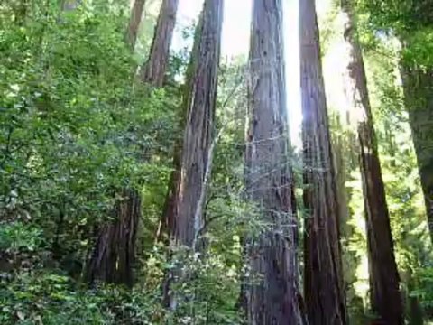 2012 San Francisco Muir Woods (forêts de séquoias)