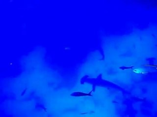 Live Scuba Diving Video with Nature Galapagos