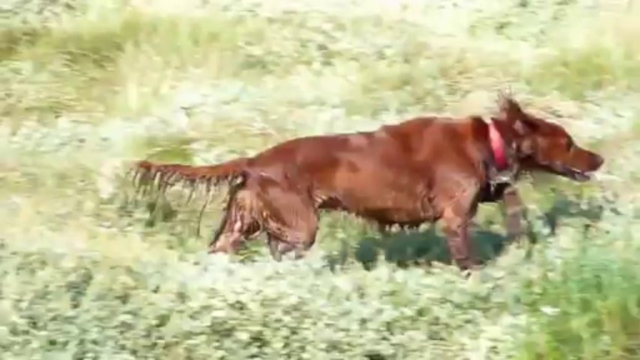 setter versus héron cendré