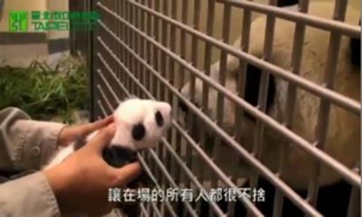 Un bébé panda retrouve sa mère, un mois après sa naissance