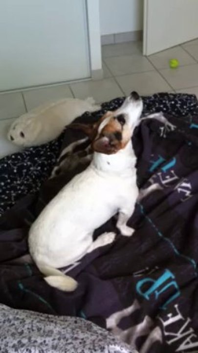 Le chien et la mouche