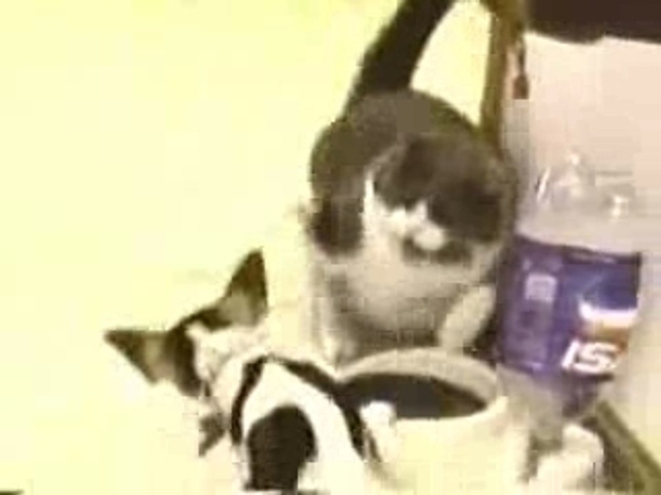 cat vs dog fight