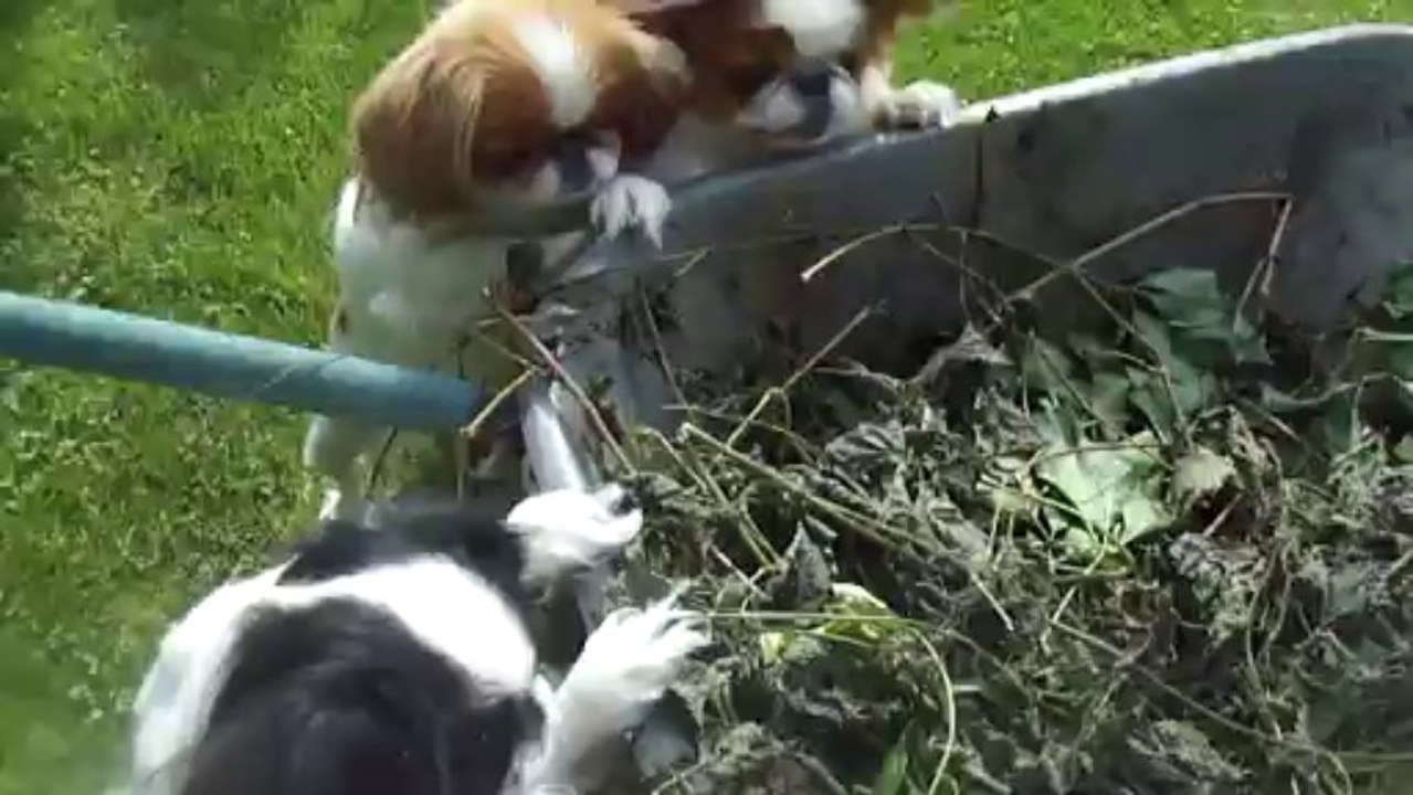 M4H03421 Qui veut du poulet pour l'anniversaire d'Eglantine?