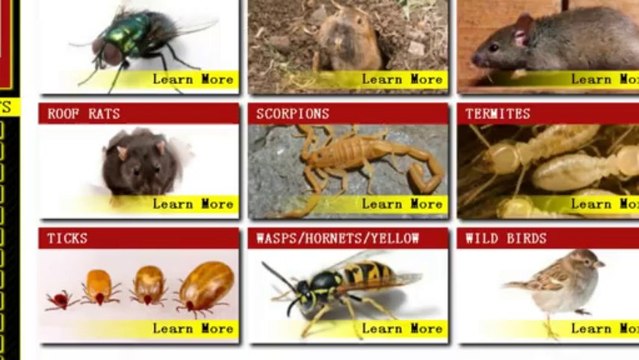 Pest Control Scottsdale - Phoenix - (623) 877-0550 - AntEater Exterminating Inc