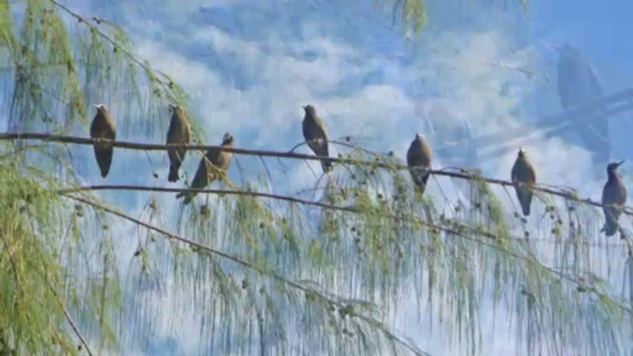 Valse d'Oiseaux