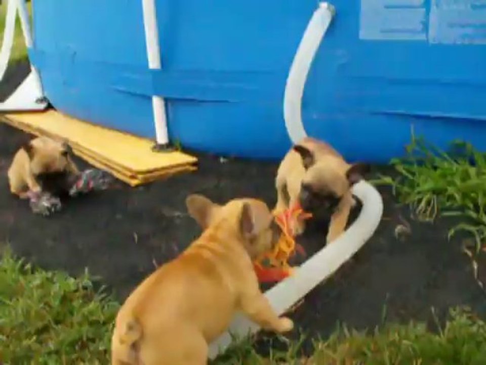 BB F'ormylife et Glou Glou 2013