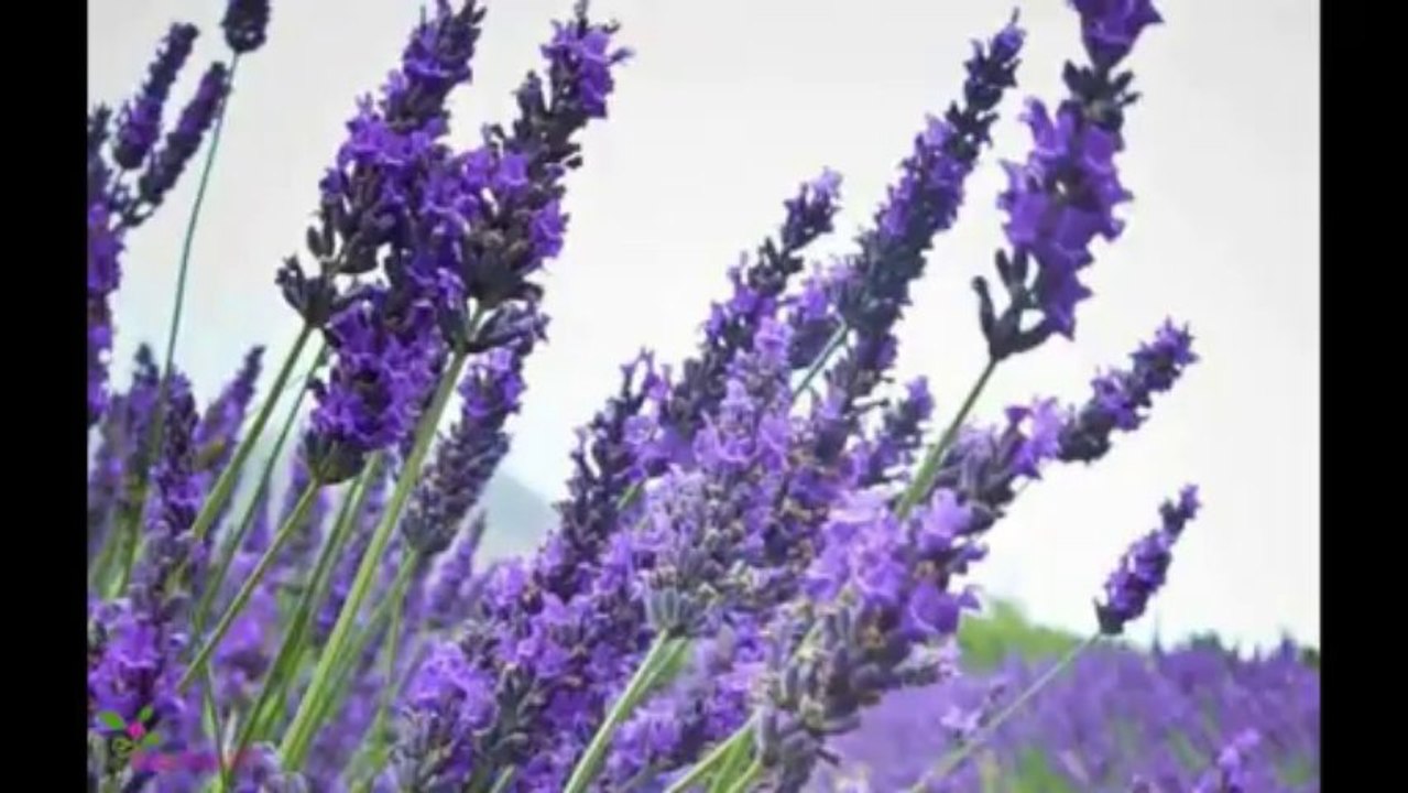 JAMES BOND 007 Άρωμα EDT Σπρέυ GOLD