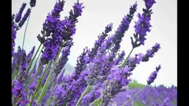 JAMES BOND 007 Άρωμα EDT Σπρέυ GOLD