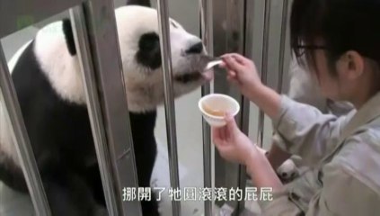 Un bébé panda retrouve sa mère un mois après sa naissance