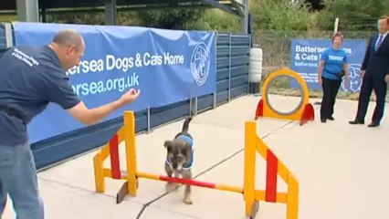 David Cameron visits Battersea Dogs Home