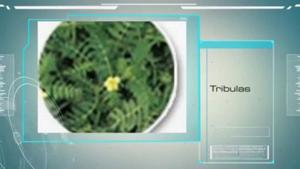 Natural Testosterone Supplement