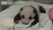 Un bébé panda rencontre sa mère pour la première fois.... Zoo de Taipei