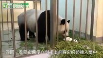 When Baby Giant Panda Meets Her Mother For The First Time... Taipei Zoo