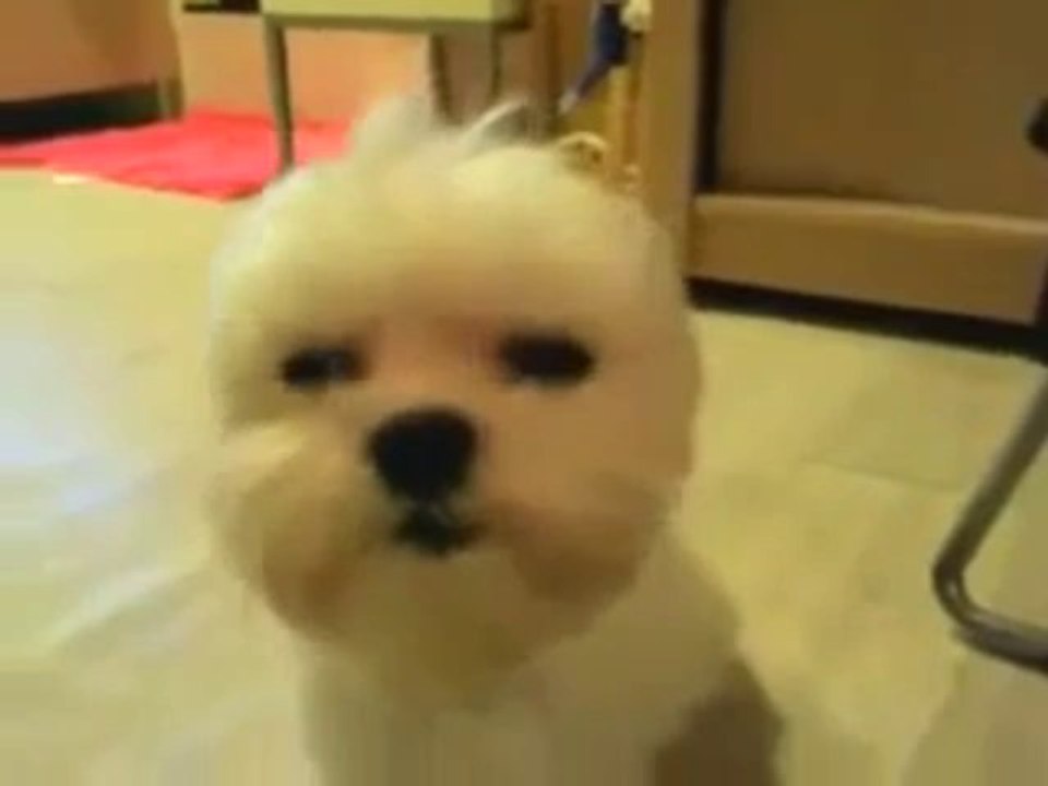 Ayakta Uyuyan Şirin Köpek