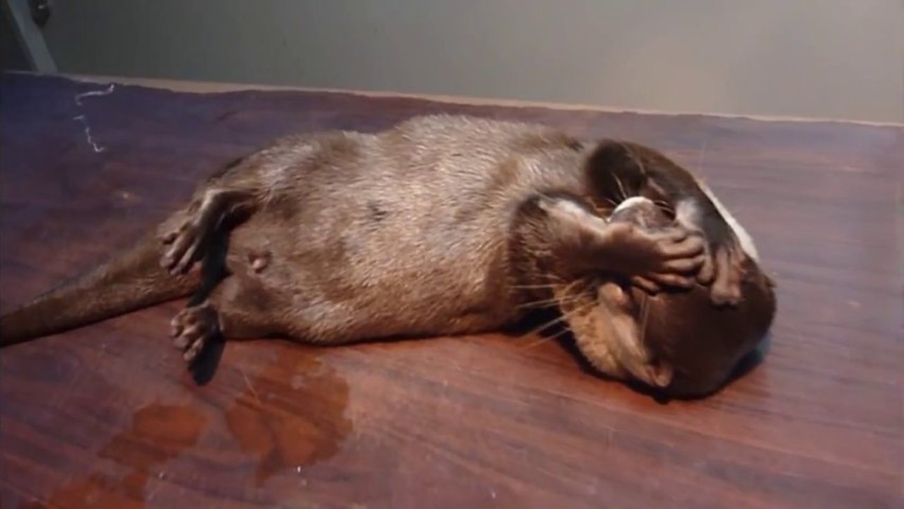 Pan ! - Une loutre comédienne