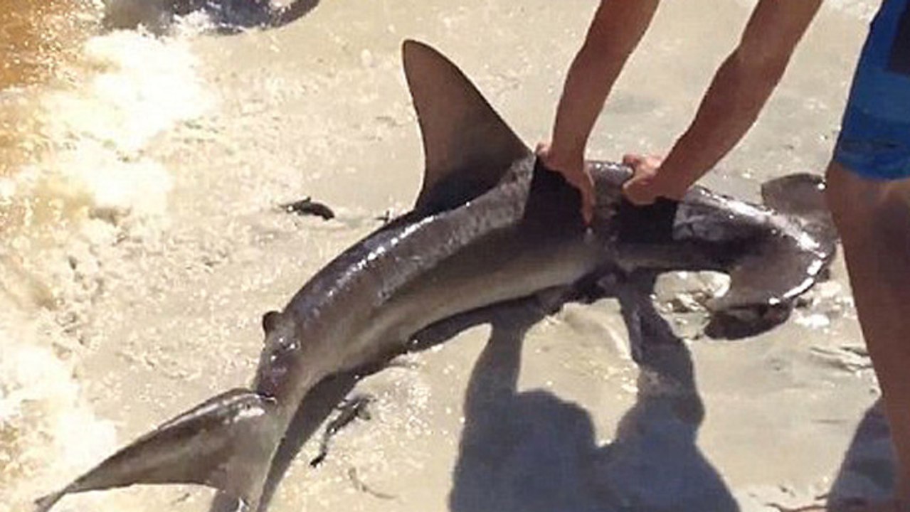 Hammerhead Shark Gives Birth On Crowded Florida Beach video Dailymotion