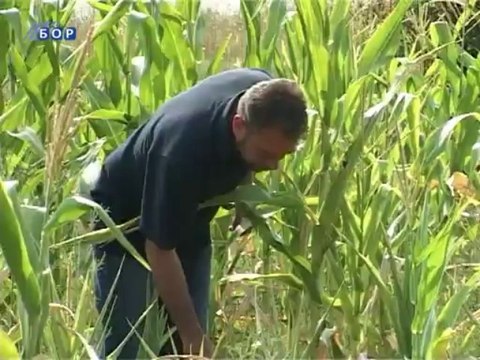 Suša umanjuje rod kukuruza, 13. avgust 2013.