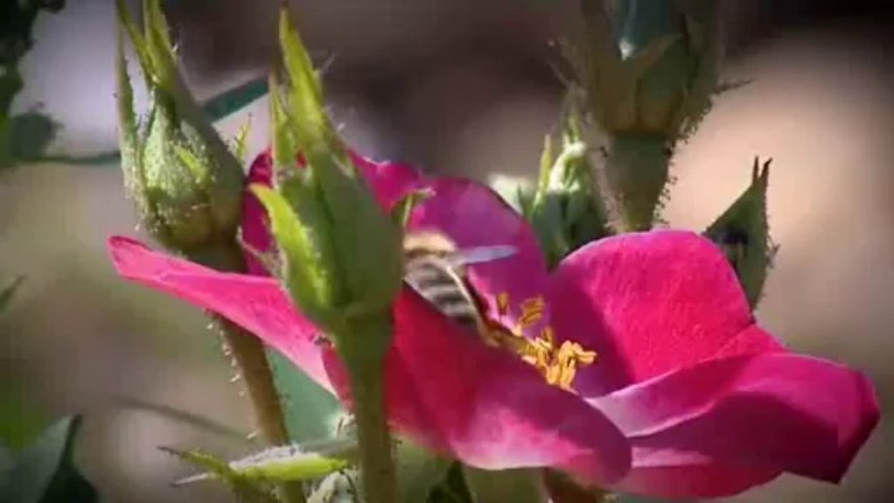 La greffe des rosiers à Orgeux en Côte d'Or