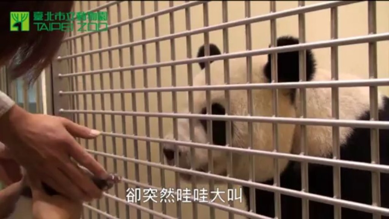 Baby-panda und mutter im zoo von taipeh wieder vereint