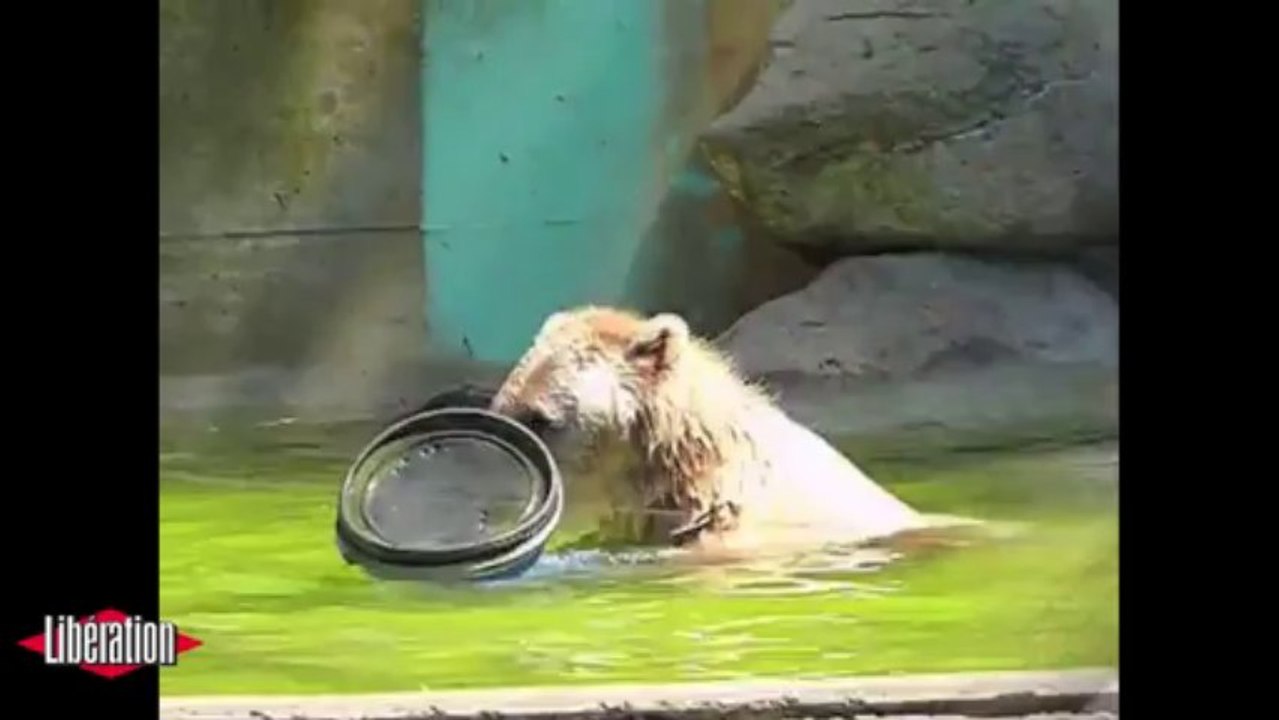Grolar, les ours du futur