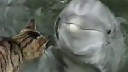 Cat and Dolphin Are Best Friends
