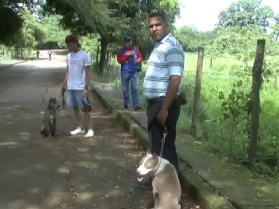 experto en entrenamiento canino explica los cuidados que se deben tener en la crianzas de pitbulls-