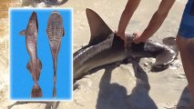 Hammerhead Shark Giving Birth On Beach Is NOT Giving Birth (Update)