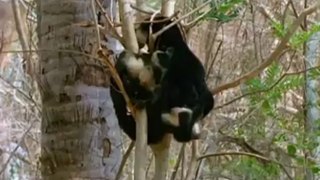Vahşi maymunlar kendilerine ilaç yapıp parti veriyor