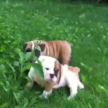 Chiots bulldog anglais