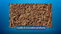Dried Mealworms - Wild Bird Food Direct
