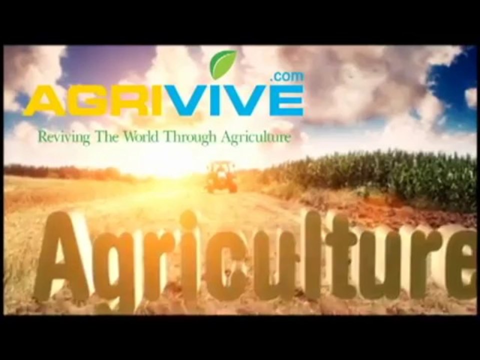 Farmed Tilapia, Tilapia Fish Farm, How to Farm Tilapia, Tilapia Farming Guide, Fish Farm Tilapia