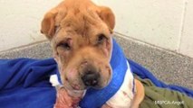 Puppy Nearly Dies From Flesh-Eating Bacteria