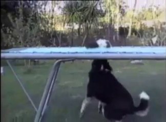 Videos de Risa: Una chinchilla saltarina (tepillao.com)