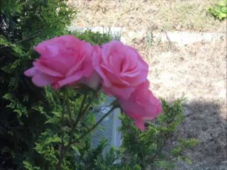 pour être propre et pretendre être musulman