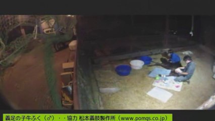 20130810  ぎんちゃん、針さん、ナナちゃん