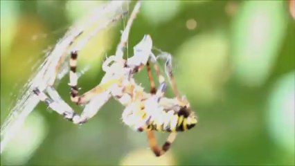 Araignée : Argiope