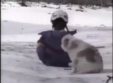 Videos de Risa: Unos perros un poco traviesos (tepillao.com)
