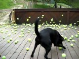 Le rêve d'un chien... 300 balles de tennis pour jouer!!!