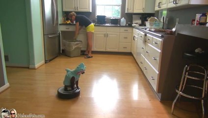 Скачать видео: Cat Wearing A Shark Costume Cleans The Kitchen On A Roomba... WTF!?!?