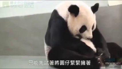 Baby panda meets her mother for the first time . Bébé panda