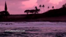 Stock Video - Stock Footage - Video Backgrounds - Tropical 0311