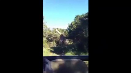 Des touristes poursuivis par une girafe