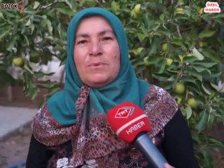 TAVUK KEKLİK YAVRULARINA SAHİP ÇIKTI