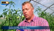Alternative à la hausse des fruits et légumes: la cueillette - 14/08