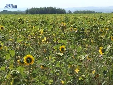 Rod kukuruza, 14. avgust 2013.