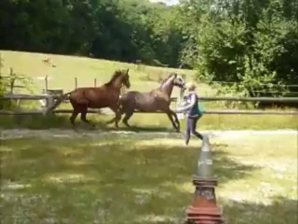 BANDIT DES GENETS ET BIG BANG DES GENETS