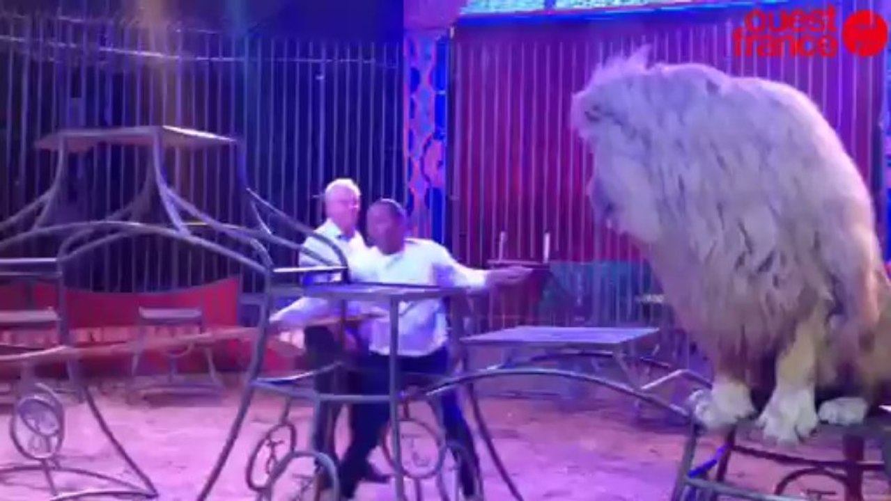 Dans la cage de Bryan, le lion blanc - Dans la...